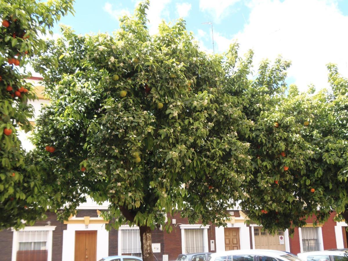 Apartamento En Triana Sevilla Eksteriør billede